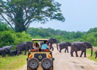 මෙරටට වාර්තාගත සංචාරකයින් සංඛ්යාවක් පැමිණෙයි