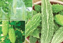 කරවිල රෑට කෑවොත් වෙන දේ මෙන්න