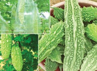 කරවිල රෑට කෑවොත් වෙන දේ මෙන්න