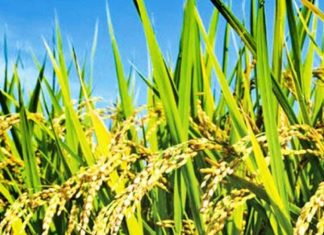 වාර්තාගත අස්වැන්නක් ලබා දෙන නව වී ප්රභේදයක් සොයා ගනී