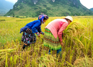 මහ කන්නය සඳහා ගොවීන්ට පොහොර සහනාධාරයක්