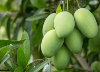 අඹ ගෙඩියක් ලක්ෂ හතකට වෙන්දේසි වෙයි