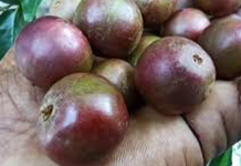 දියවැඩියාව මට්ටු කරන කදිම ඔසුවක්