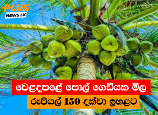 වෙළදපළේ පොල් ගෙඩියක මිල රුපියල් 150 දක්වා ඉහළට