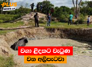 වගා ළිදකට වැටුණ වන අලිපැටවා