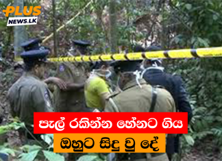 පැල් රකින්න හේනට ගිය ඔහුට සිදු වු දේ