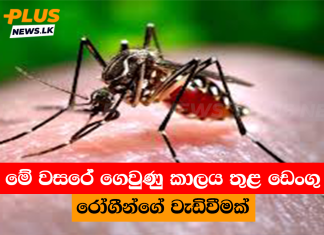මේ වසරේ ගෙවුණු කාලය තුළ ඩෙංගු රෝගීන්ගේ වැඩිවීමක්