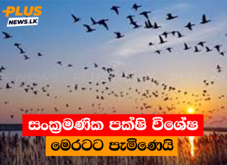 සංක්රමණික පක්ෂි විශේෂ මෙරටට පැමිණෙයි