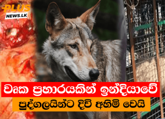 වෘක ප්රහාරයකින් ඉන්දියාවේ පුද්ගලයින්ට දිවි අහිමි වෙයි