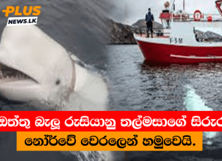 ඔත්තු බැලූ තල්මසාගේ සිරුර නෝර්වේ වෙරලෙන් හමුවෙයි.