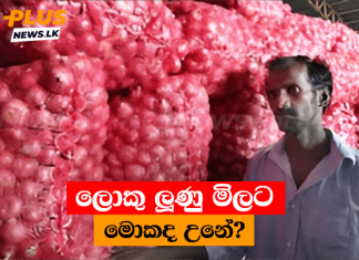 ලොකු ලූණු මිලට මොකද උනේ?