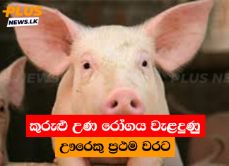කුරුළු උණ රෝගය වැළදුණු ඌරෙකු ප්රථම වරට