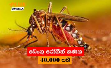ඩෙංගු රෝගීන් ගණන 40,000 පනී