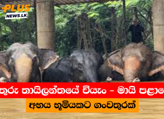 උතුරු තායිලන්තයේ චියැං – මායි පළාතේ අභය භූමියකට ගංවතුරක්