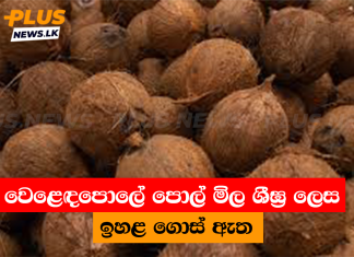 වෙළෙඳපොලේ පොල් මිල ශීඝ්ර ලෙස ඉහළ ගොස් ඇත