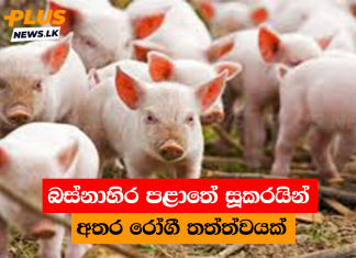 බස්නාහිර පළාතේ සූකරයින් අතර රෝගී තත්ත්වයක්