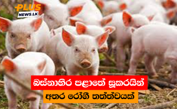බස්නාහිර පළාතේ සූකරයින් අතර රෝගී තත්ත්වයක්