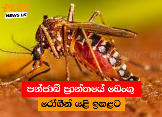 පන්ජාබ් ප්රාන්තයේ ඩෙංගු රෝගීන් යළි ඉහළට
