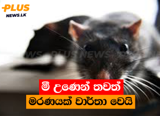 මී උණෙන් තවත් මරණයක් වාර්තා වෙයි