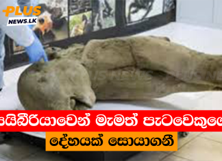 සයිබීරියාවෙන් මැමත් පැටවෙකුගේ දේහයක් සොයාගනී