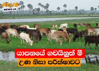 යාපනයේ ගවයිනුත් මී උණ නිසා පරීක්ෂාවට