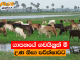 යාපනයේ ගවයිනුත් මී උණ නිසා පරීක්ෂාවට