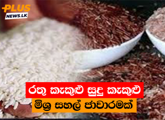 රතු කැකුළු සුදු කැකුළු මිශ්ර සහල් ජාවාරමක්