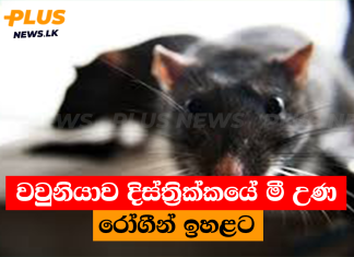 වවුනියාව දිස්ත්රික්කයේ මී උණ රෝගීන් ඉහළට
