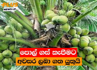 පොල් ගස් කැපීමට අවසර ලබා ගත යුතුයි