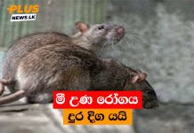 මී උණ රෝගය දුර දිග යයි