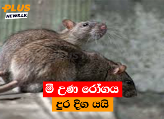 මී උණ රෝගය දුර දිග යයි