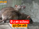 මී උණ රෝගය දුර දිග යයි