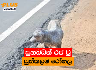 සුනඛයින් රජ වූ පුත්තලම රෝහල