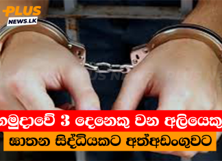 හමුදාවේ 3 දෙනෙකු වන අලියෙකු ඝාතන සිද්ධියකට අත්අඩංගුවට