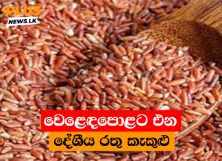 වෙළෙඳපොළට එන දේශීය රතු කැකුළු