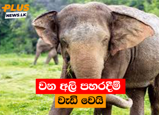 වන අලි පහරදීම් වැඩි වෙයි