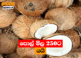 පොල් මිල 250ට යයි