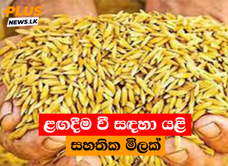 ළඟදීම වී සඳහා යළි සහතික මිලක්