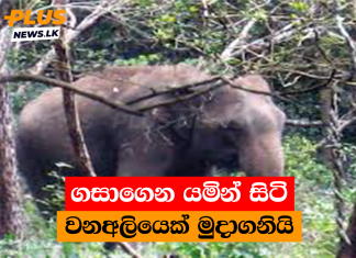 ගසාගෙන යමින් සිටි වනඅලියෙක් මුදාගනියි