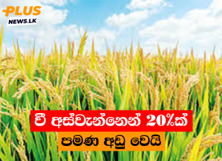 වී අස්වැන්නෙන් 20%ක් පමණ අඩු වෙයි