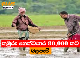 කුඹුරු හෙක්ටයාර 80,000 කට බලපෑම්