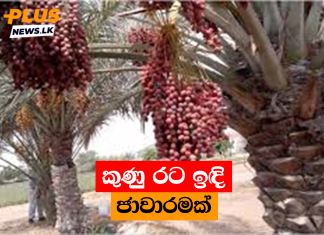 කුණු රට ඉඳි ජාවාරමක්