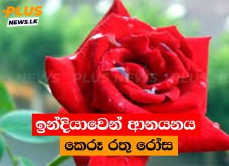 ඉන්දියාවෙන් ආනයනය කෙරූ රතු රෝස