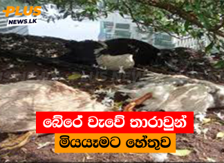 බේරේ වැවේ තාරාවුන් මියයෑමට හේතුව