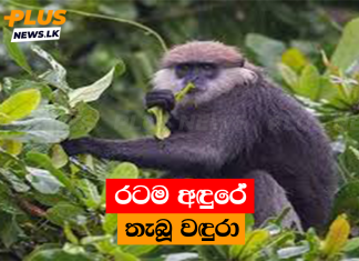 රටම අඳුරේ තැබූ වඳුරා