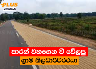 පාරක් වහගෙන වී වේලපු ග්රාම නිලධාරිවරරයා
