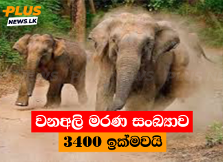 වනඅලි මරණ සංඛ්යාව 3400 ඉක්මවයි
