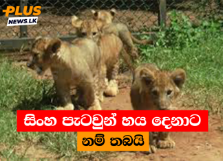සිංහ පැටවුන් හය දෙනාට නම් තබයි