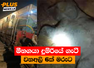 මීනගයා දුම්රියේ ගැටී වනඅලි 6ක් මරුට