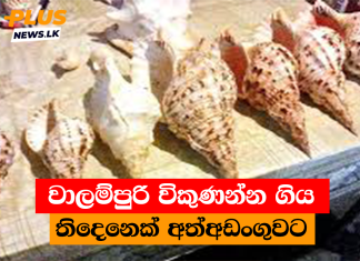 වාලම්පුරි විකුණන්න ගිය තිදෙනෙක් අත්අඩංගුවට